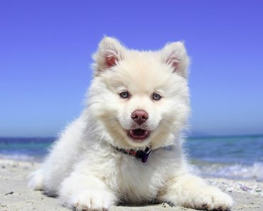 All You Wanted To Know About Dog Sunscreen