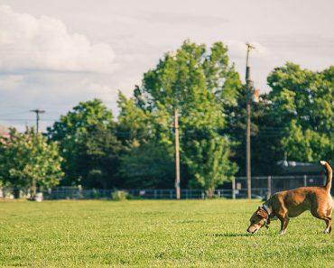 Is Your Dog Safe At Your Dog Park?