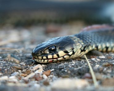 What You Need to Know About Snake Bite Treatment