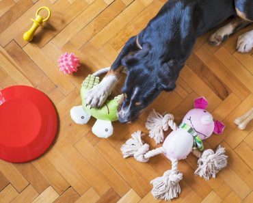 6 of the Best Enrichment Toys for Dogs