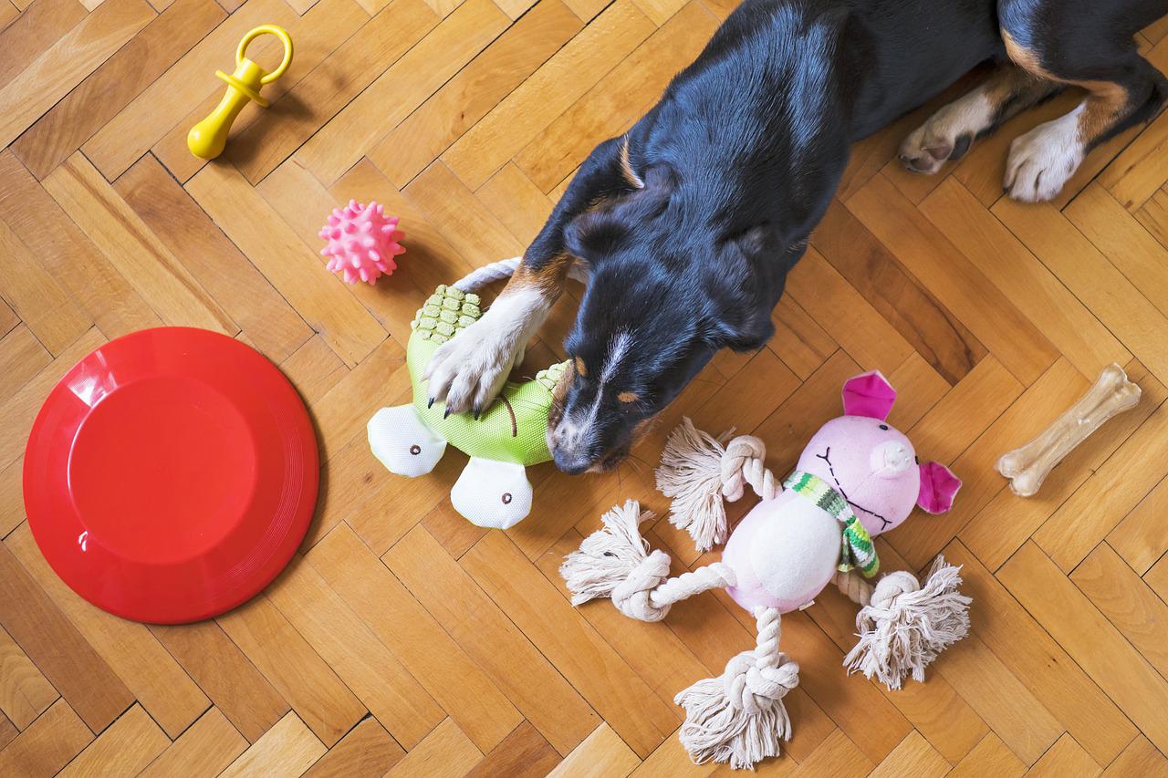 6 of the Best Enrichment Toys for Dogs Barking Dogs