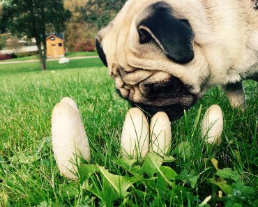 Is It Possible for Dogs to Eat Mushrooms?