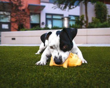 Why Do Dogs Enjoy Squeaky Toys?