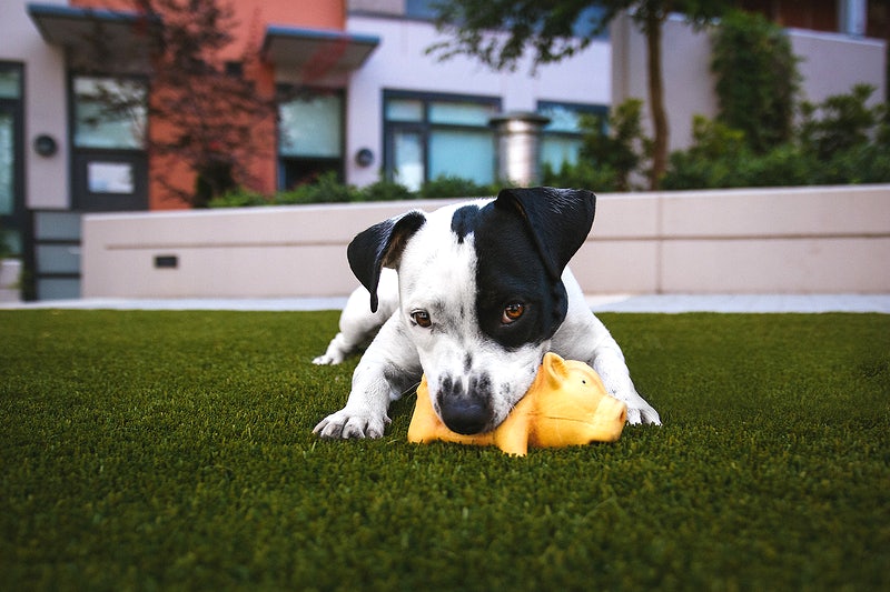 Why Do Dogs Enjoy Squeaky Toys?