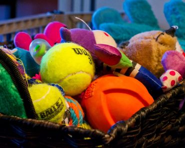 5 Things You Should Know About Dog Toys