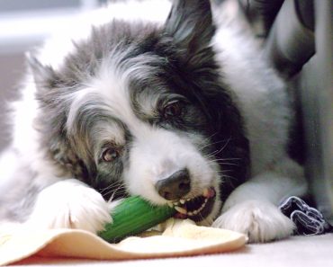 Is It Allowed for Dogs to Consume Cucumbers?